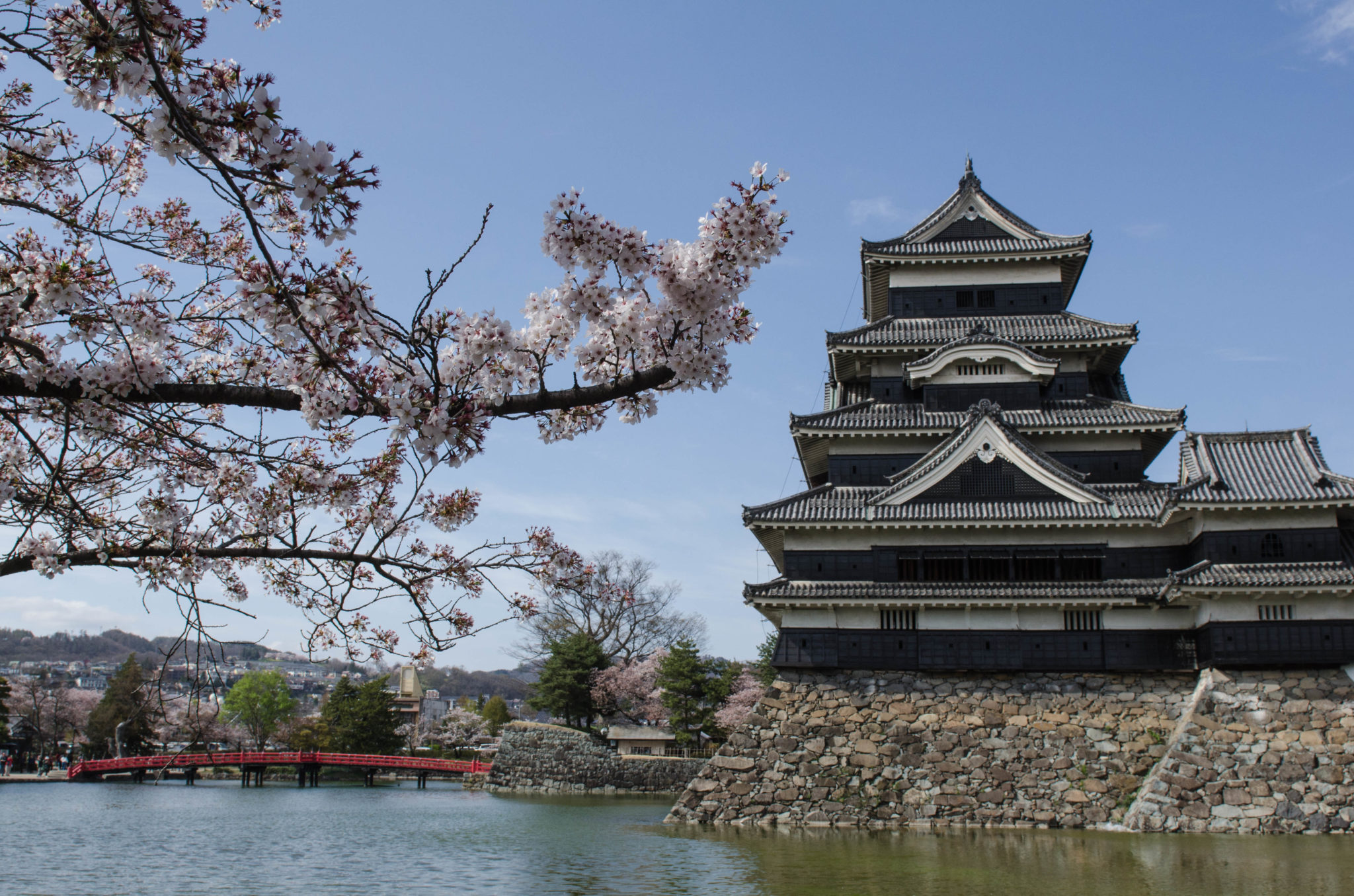 Kirschblüte in Japan