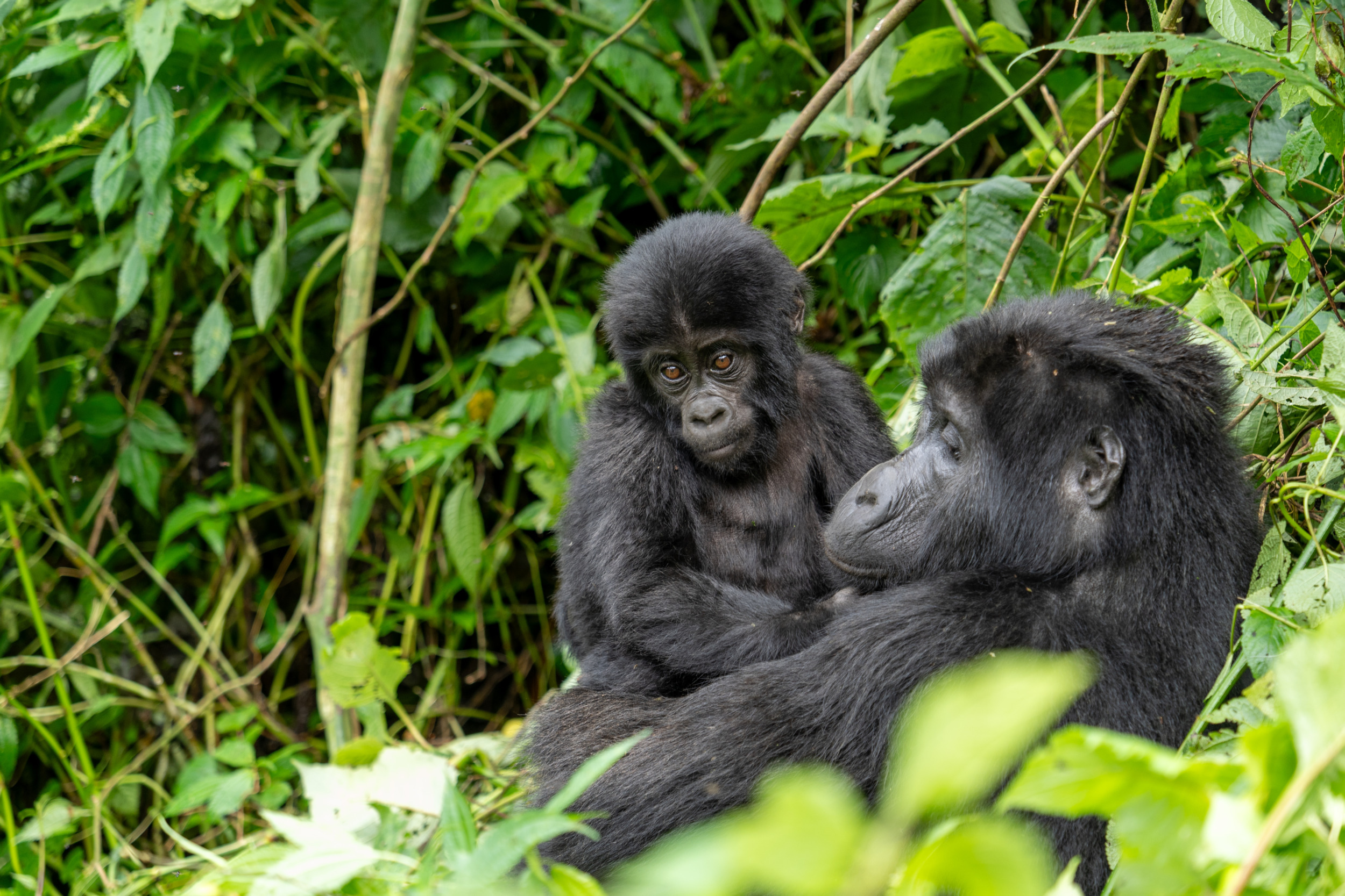 Ein Gorilla-Baby in der Natur zu sehen, ist einfach magisch