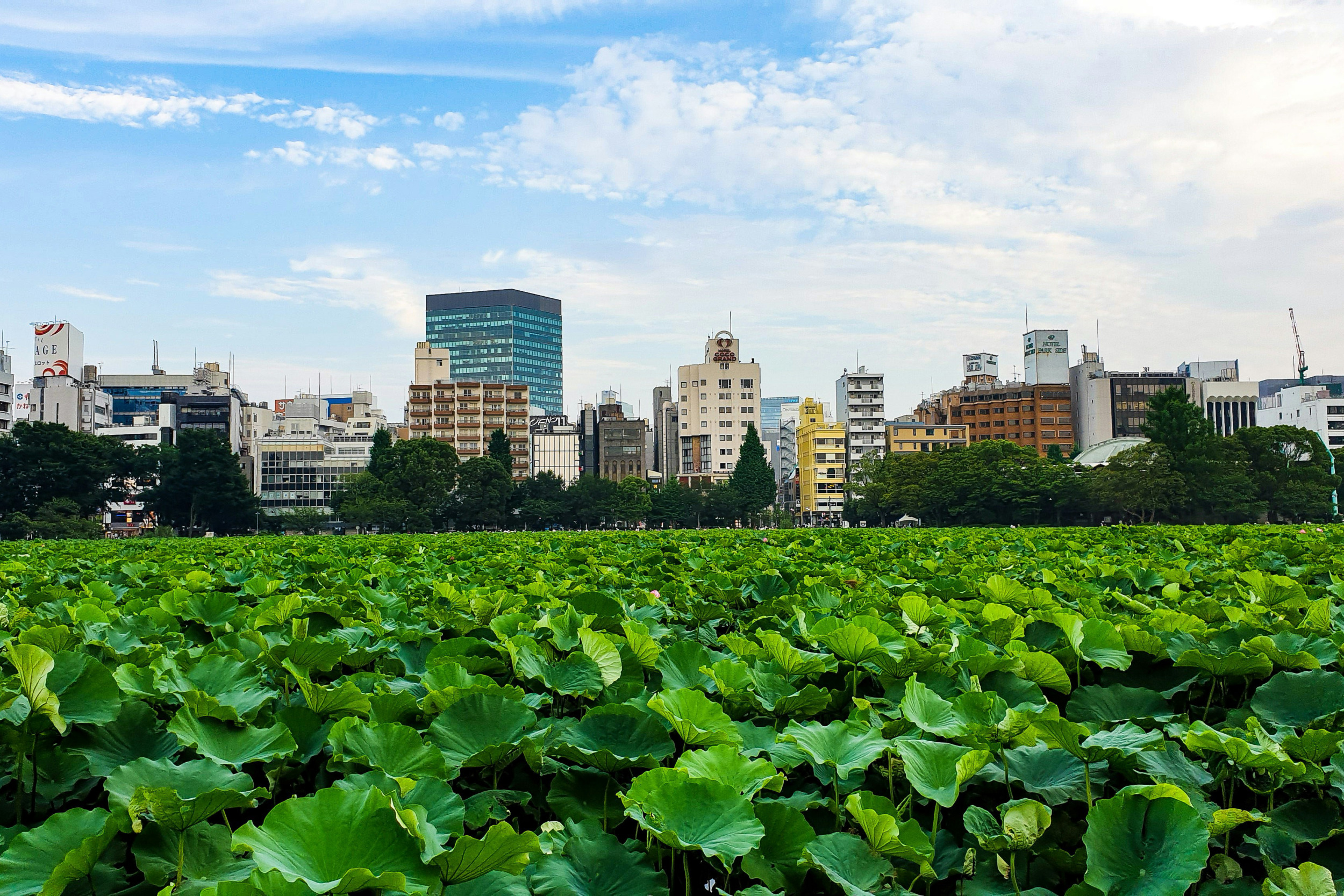 Im Ueno-Park könnt ihr sogar Lotusblüten bewundern