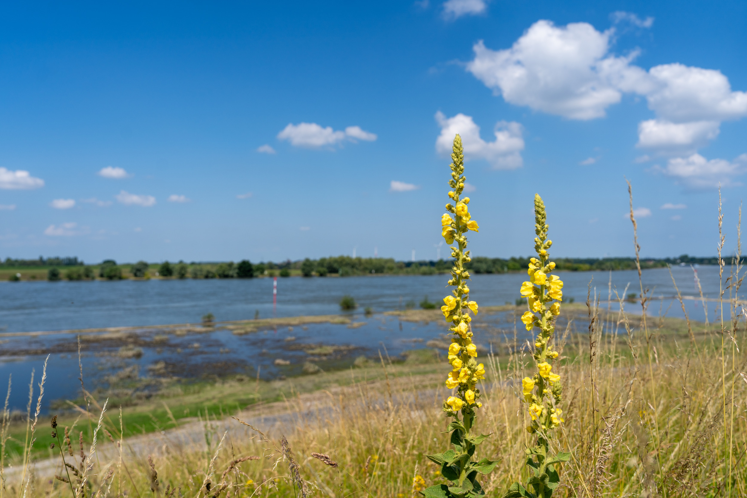 Rheinaue Walsum