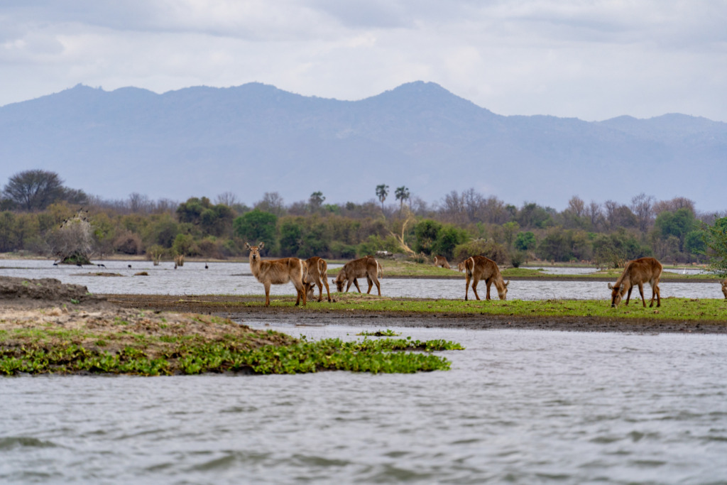 Antilopen Liwonde-Nationalpark