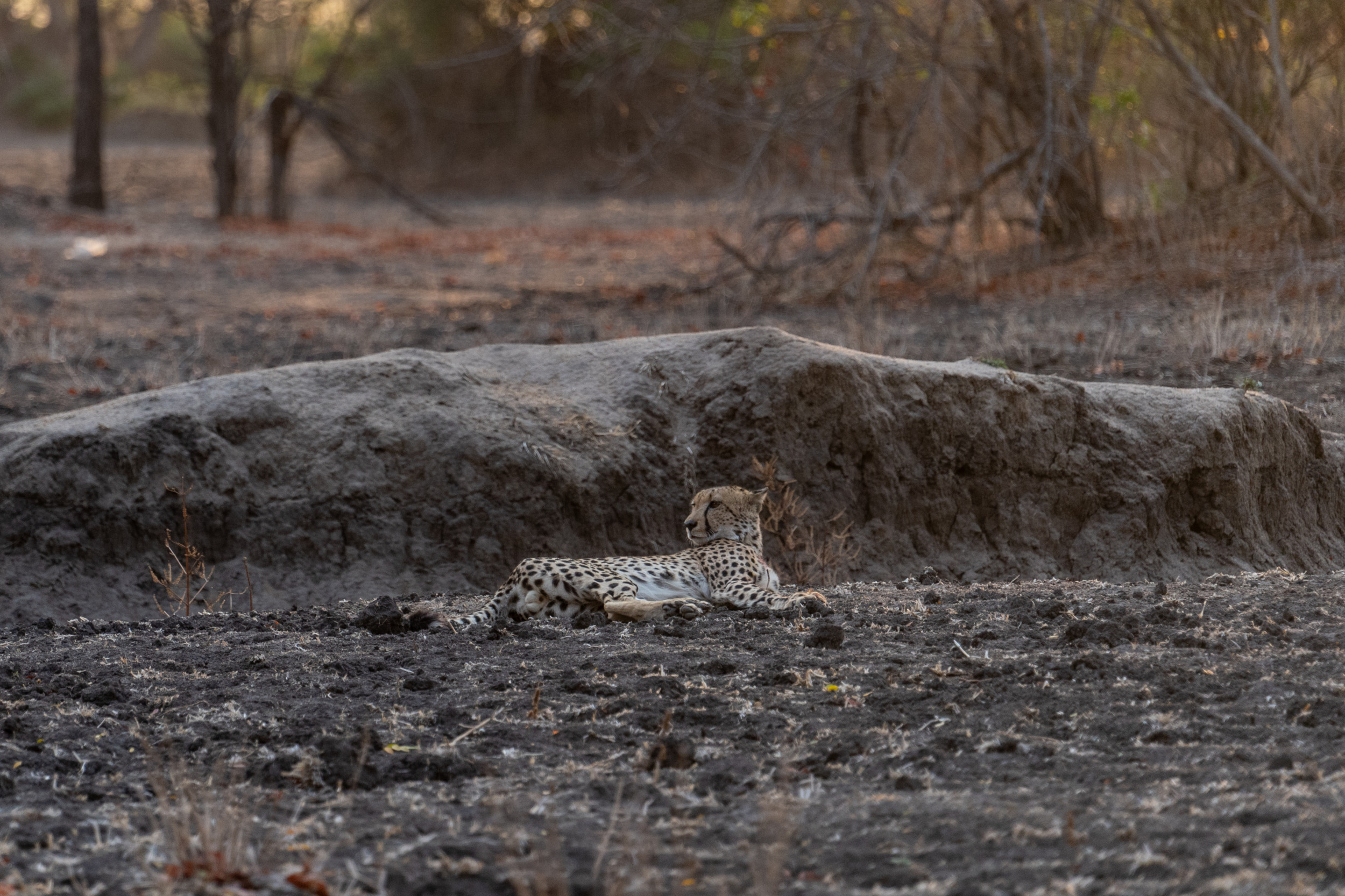 Gepard Liwonde-Nationalpark