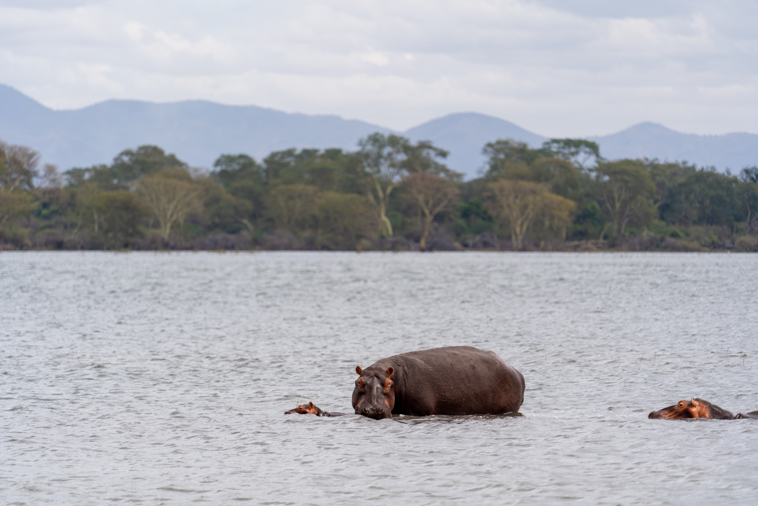 Nilpferde Liwonde-Nationalpark