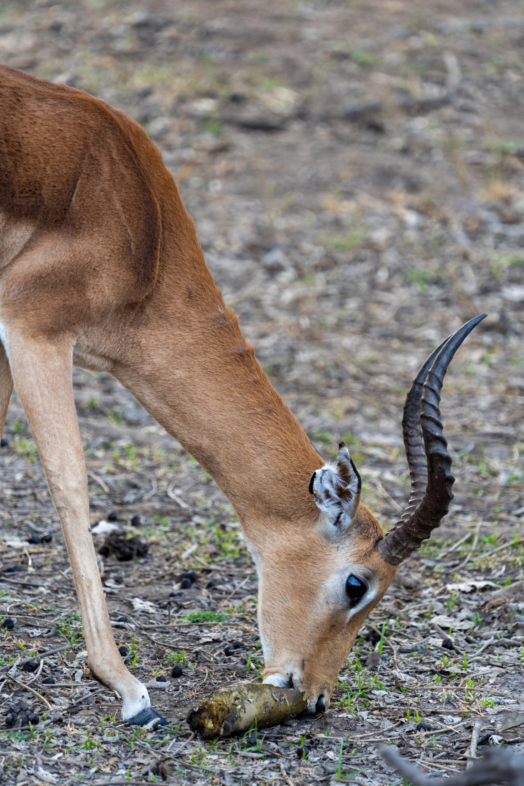 Game-Drive Liwonde-Nationalpark