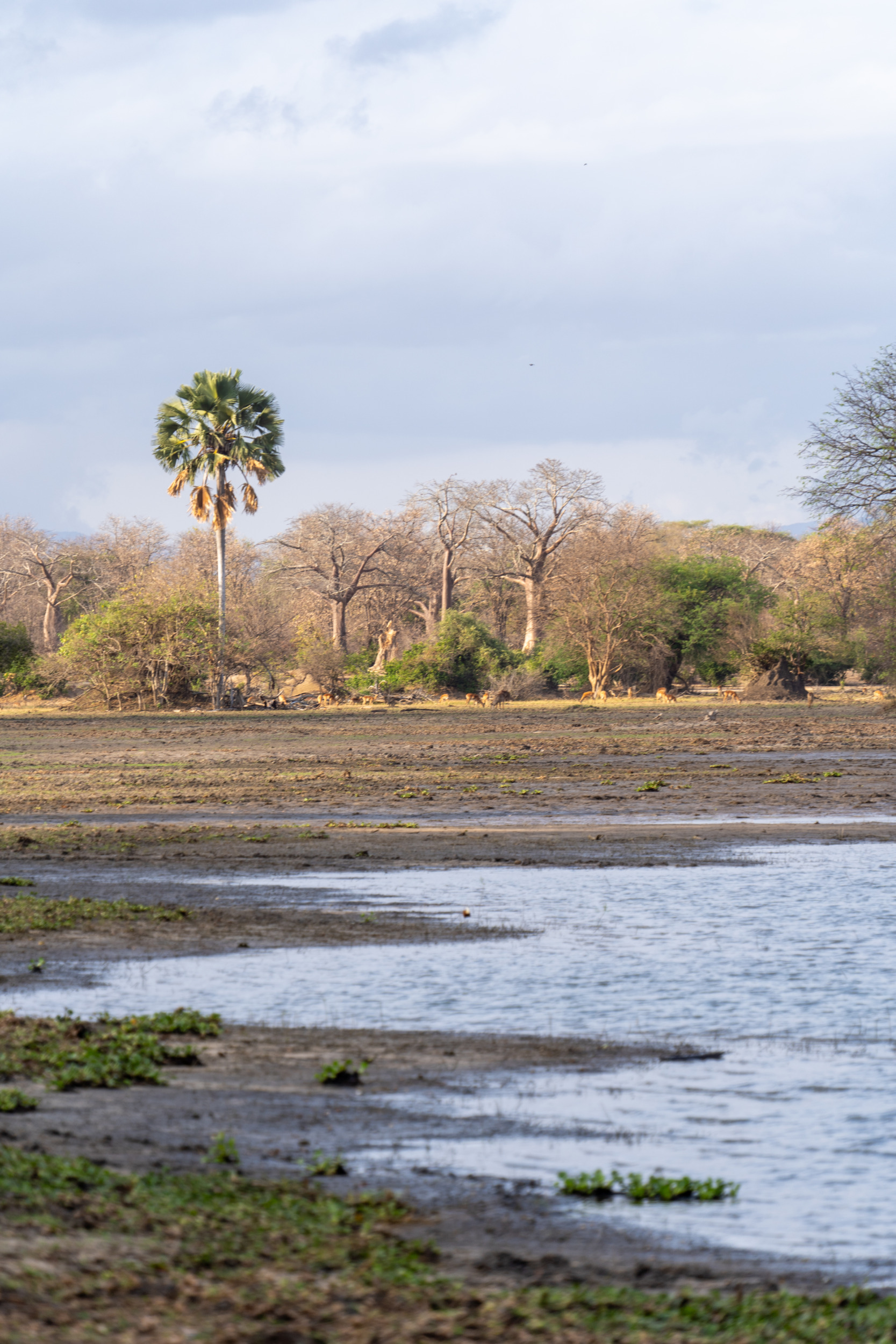 Landschaft Liwonde-Nationalpark