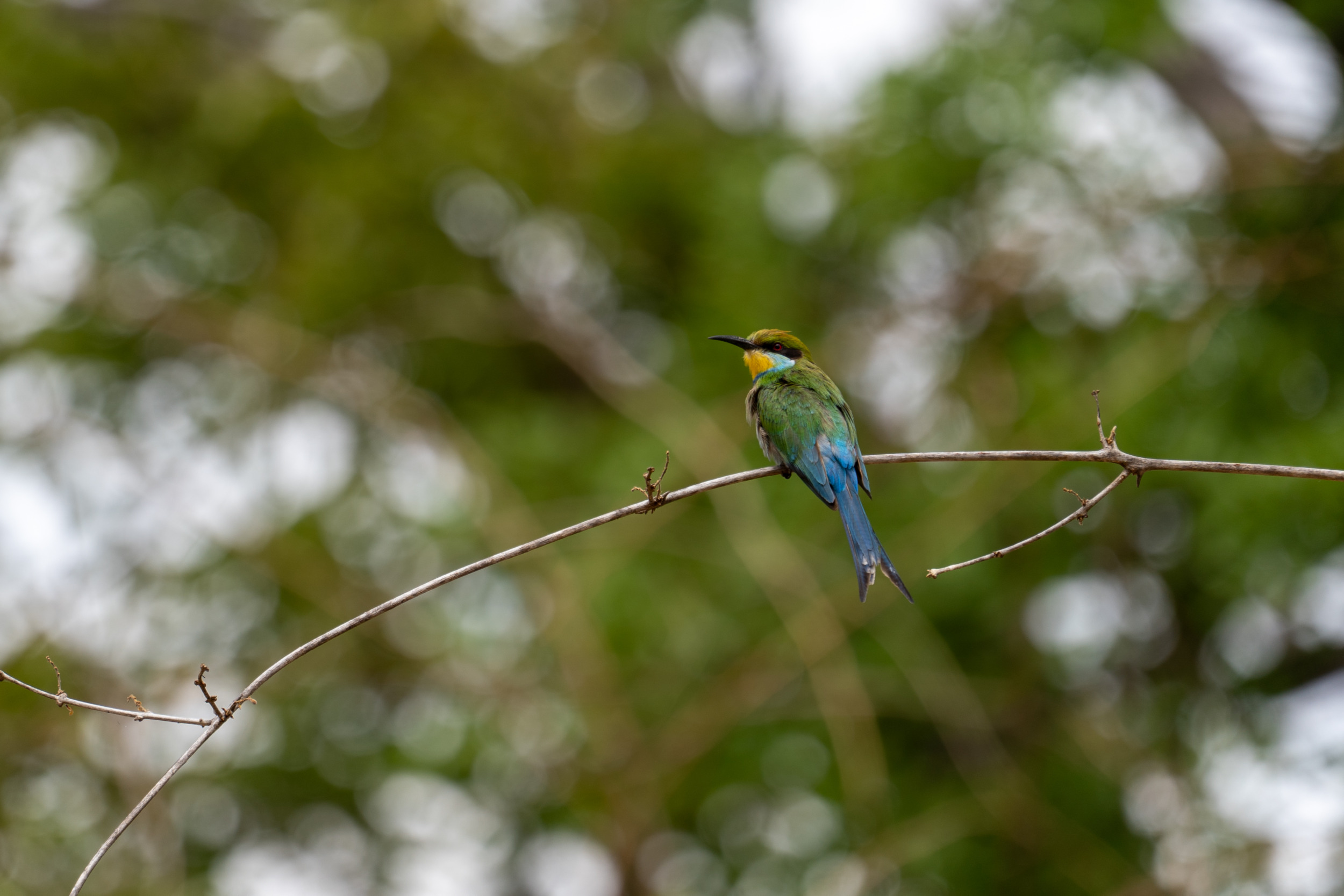 Vogel Liwonde-Nationalpark