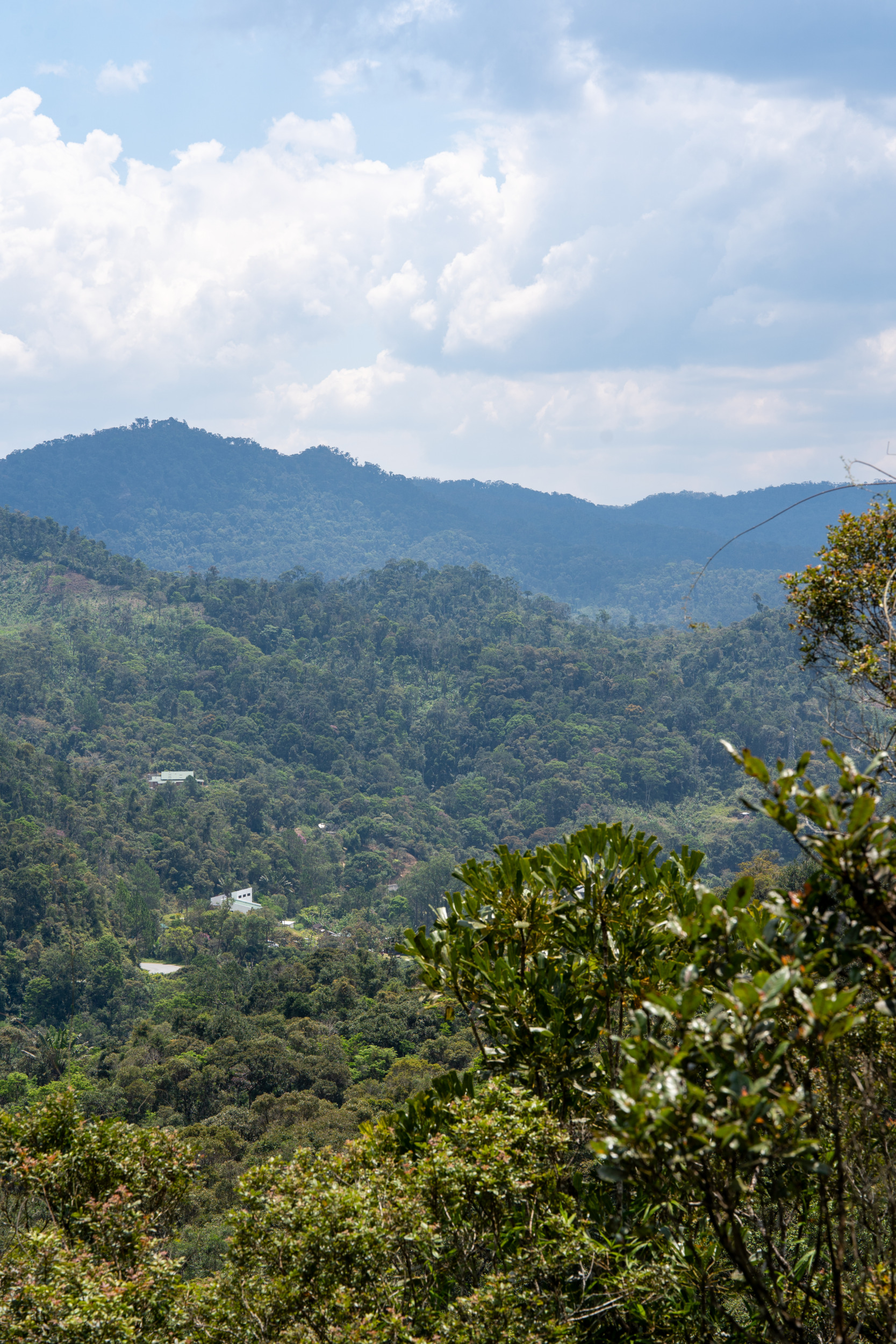 Landschaft Ranomafana-Bergnebelwald