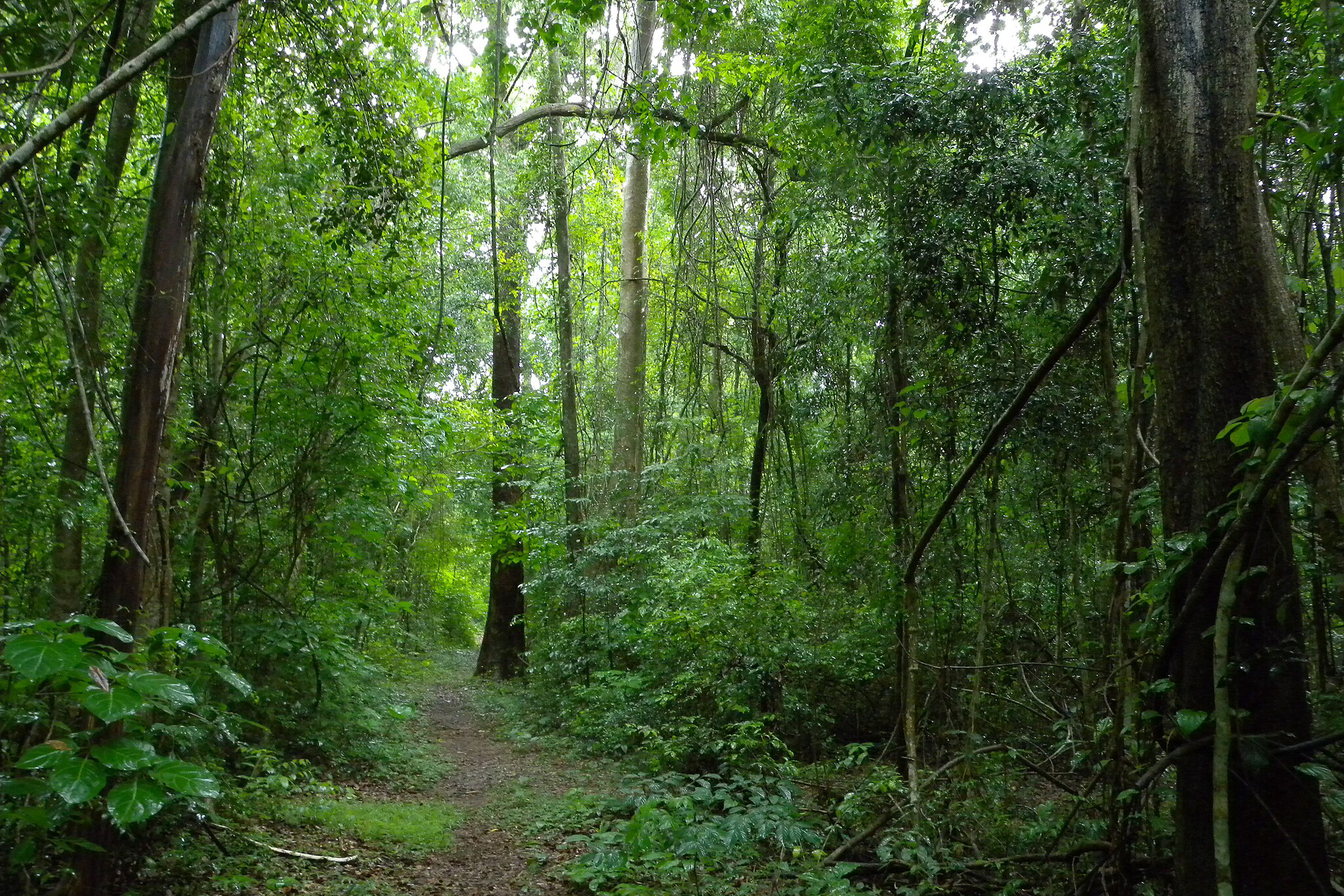 Ankarafantsika Nationalpark Madagaskar