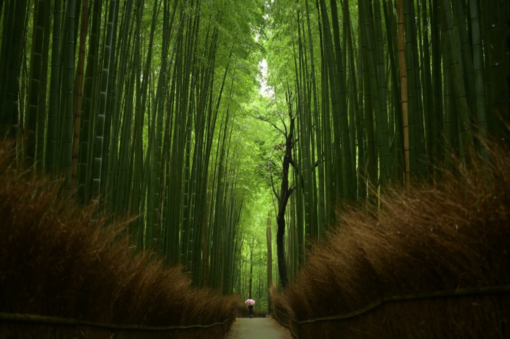 Arashiyama Bambuswald