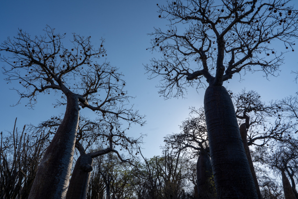 Baobab Ifaty