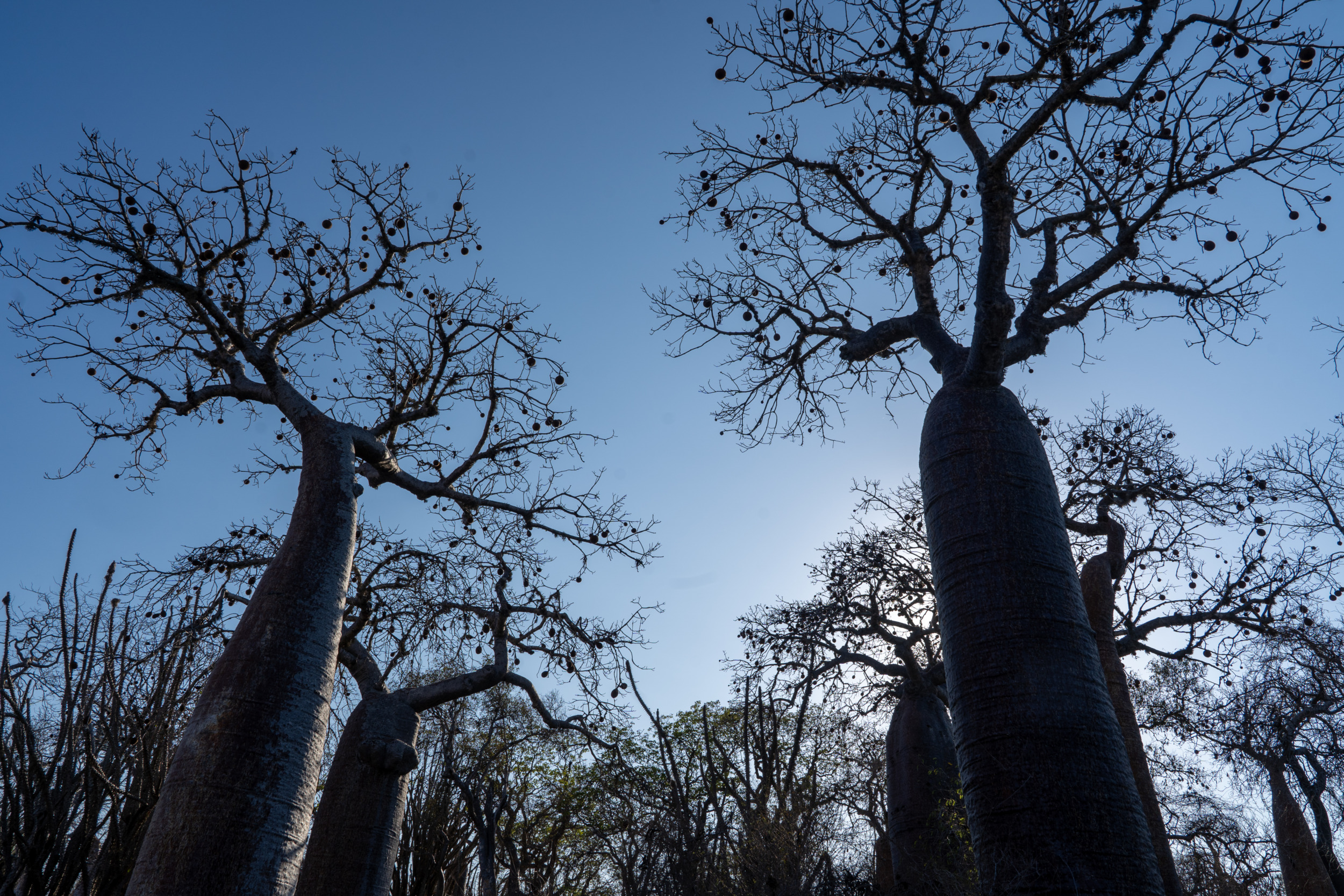 Ein Wald voller Baobabs