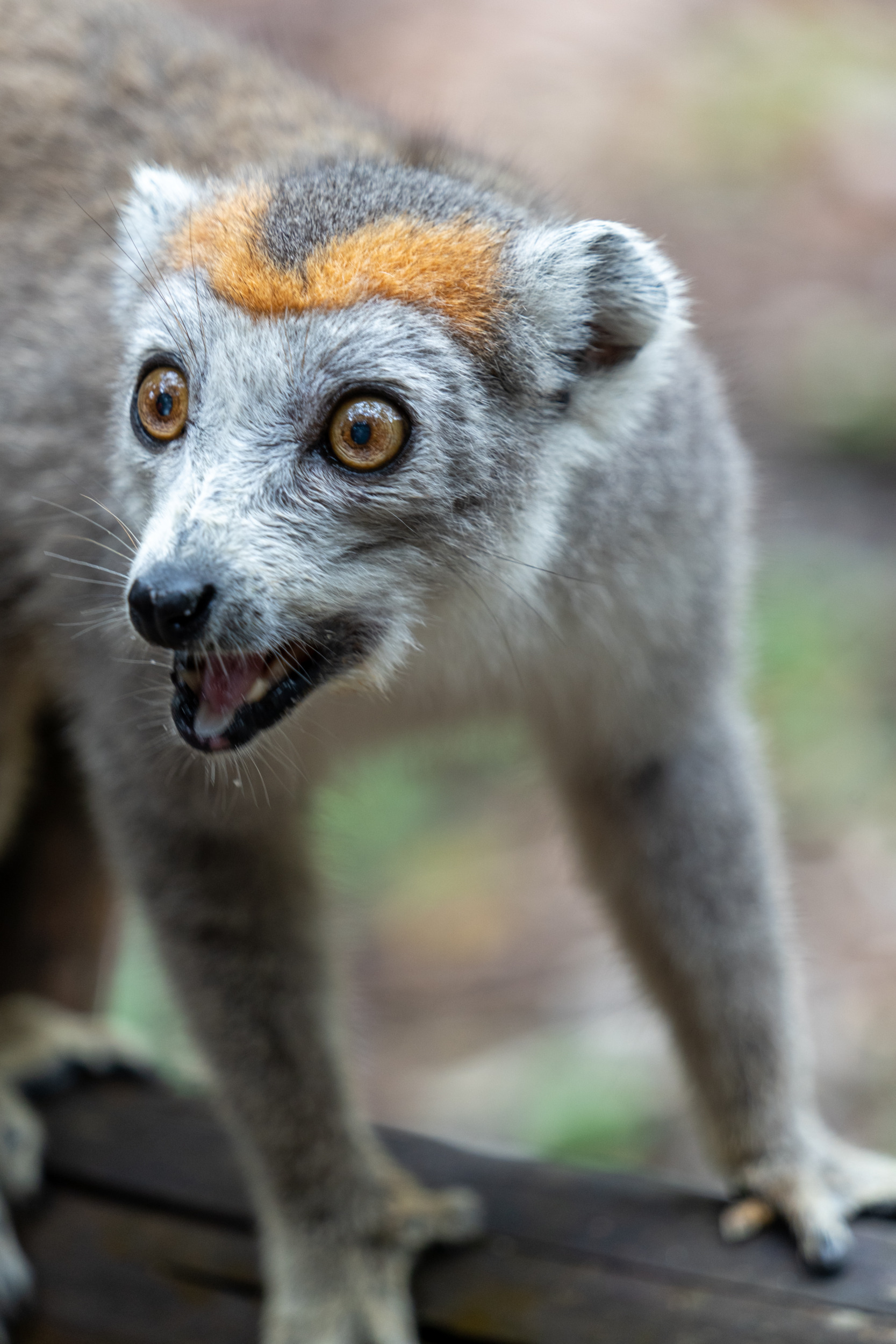 Ein Lemur