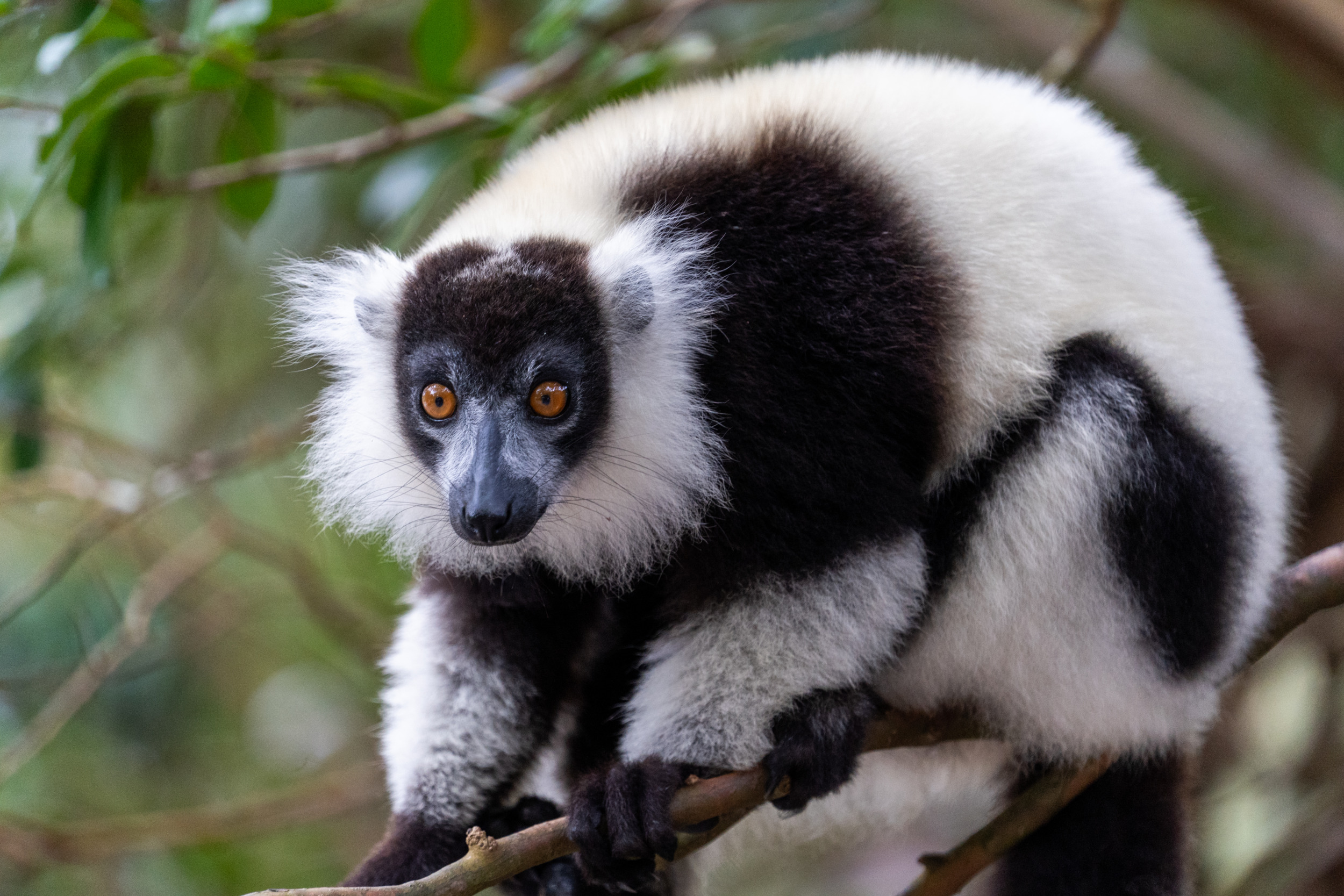 Ein Lemur in Madagaskar