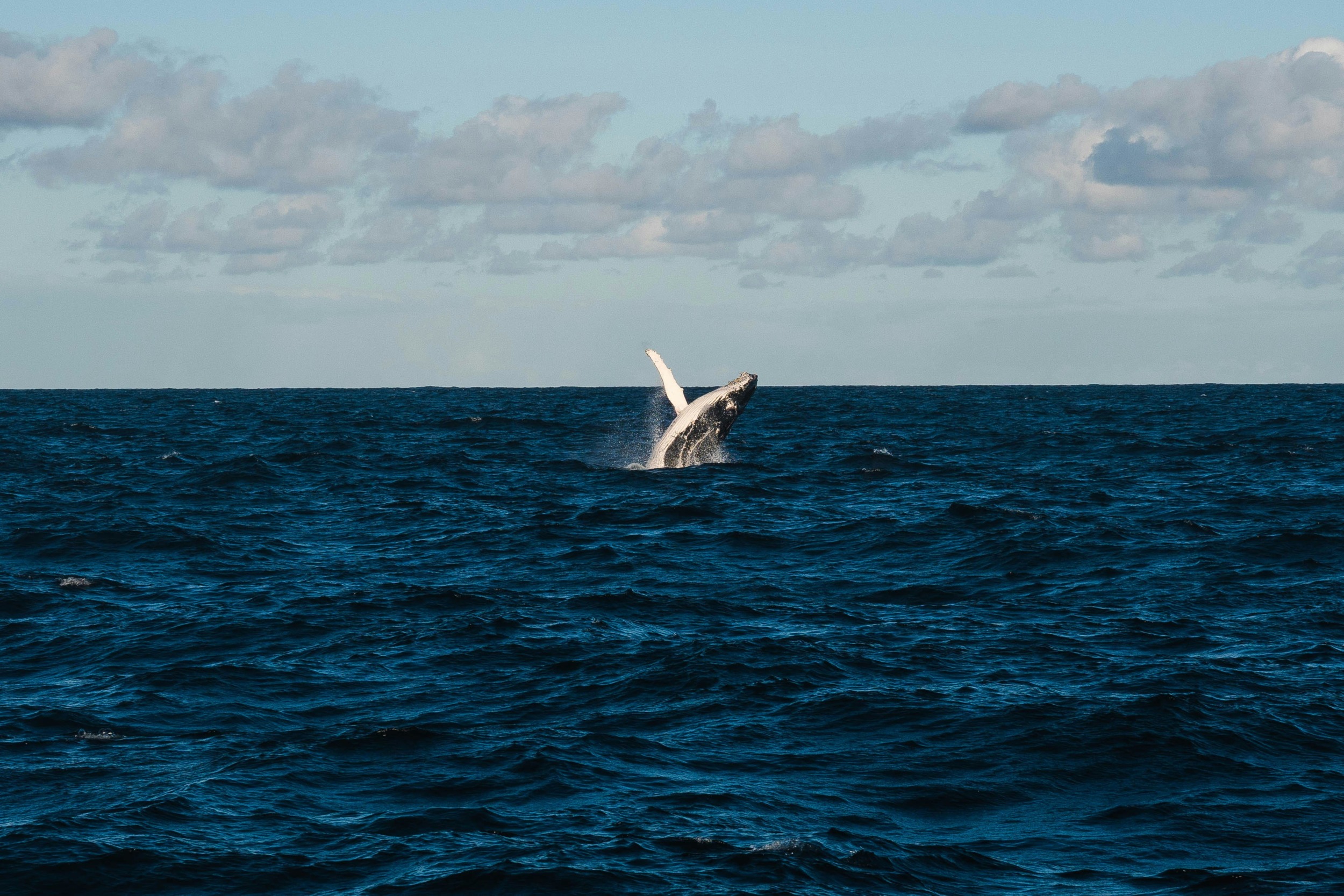 Buckelwale Madagaskar