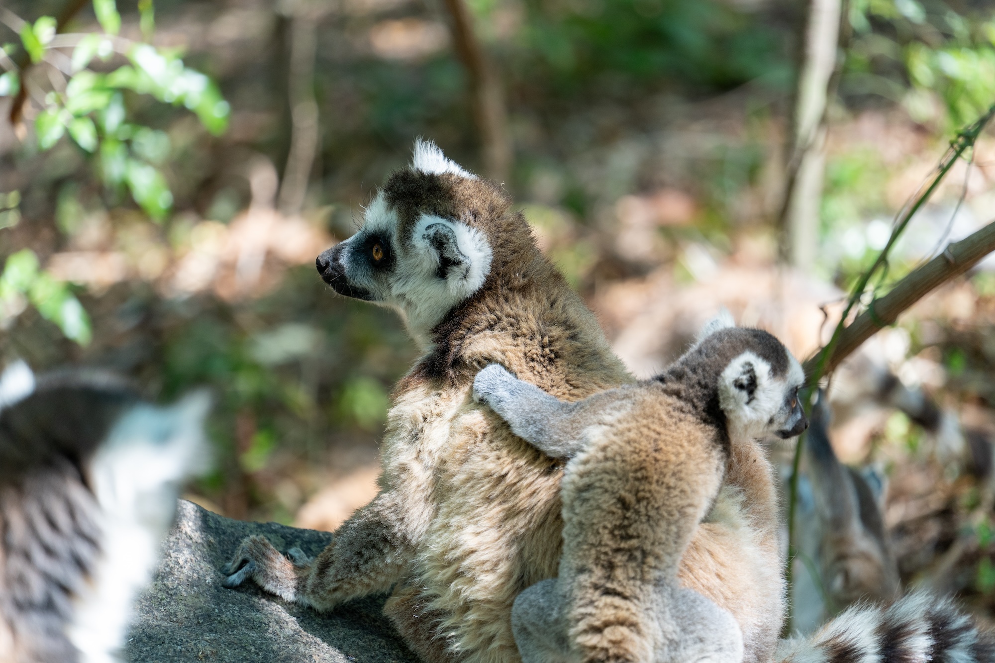 Anja-Reservat auf Madagaskar