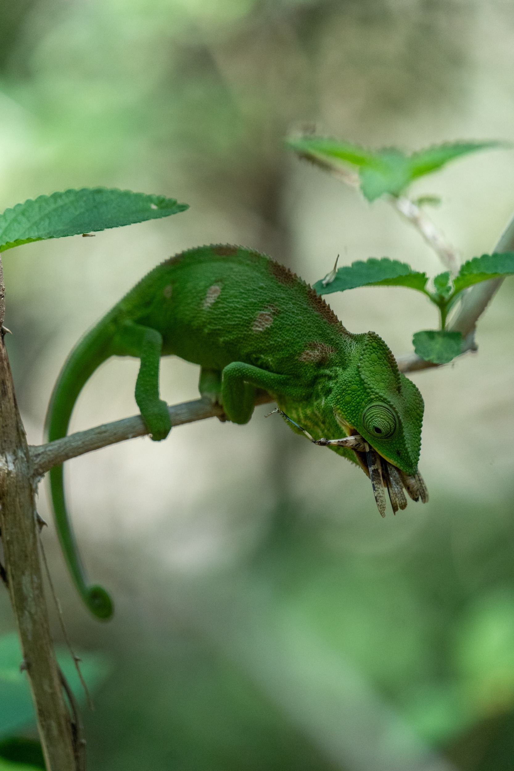 Anja-Reservat Madagaskar