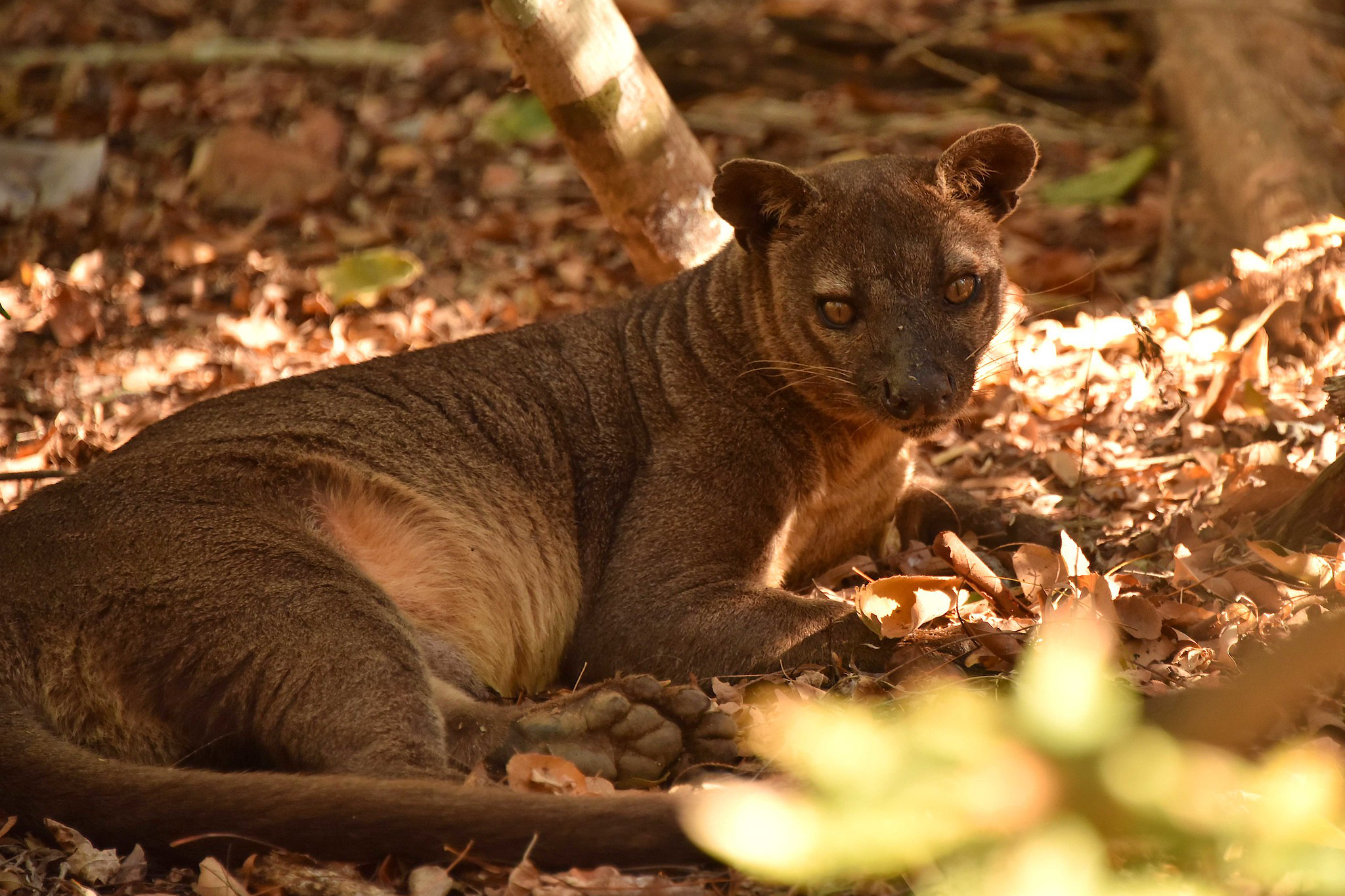 Fossa, Kirindy, Nationalpark Madagaskar