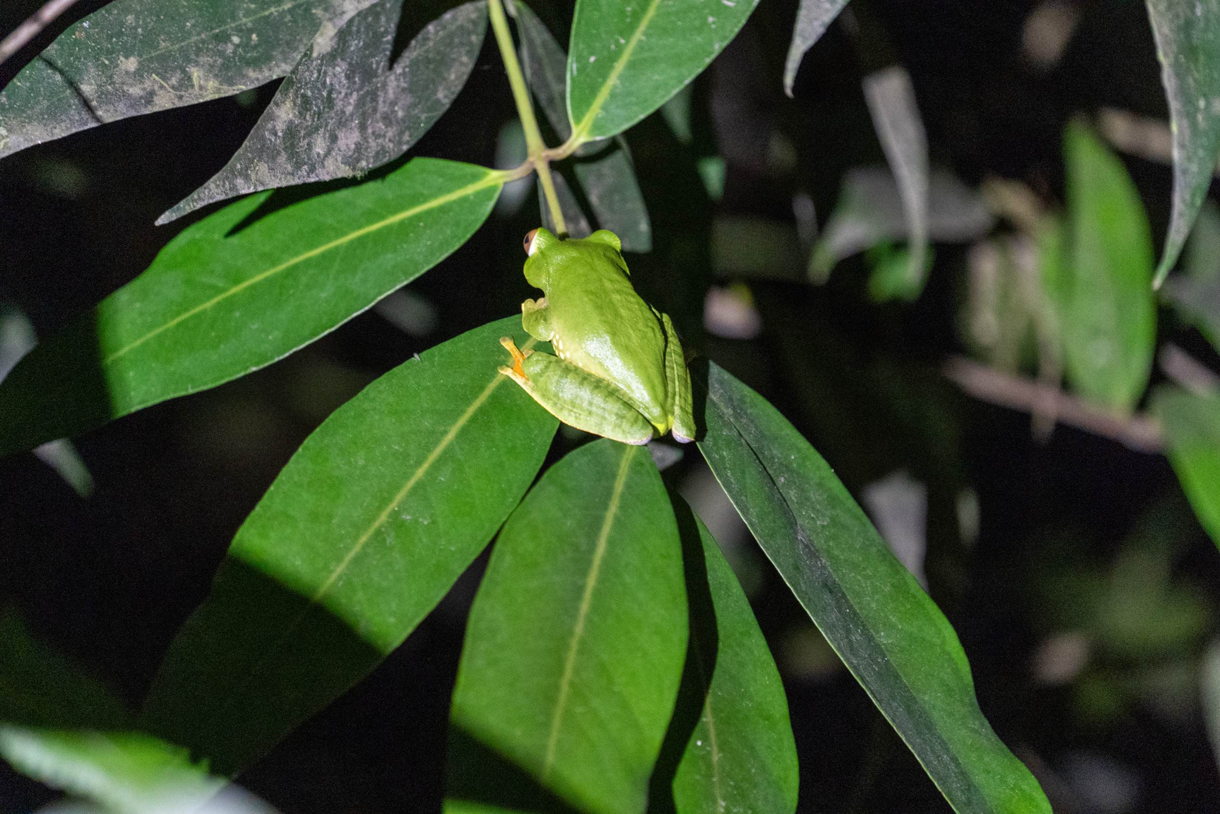 Nachtwanderung Ranomafana National Park