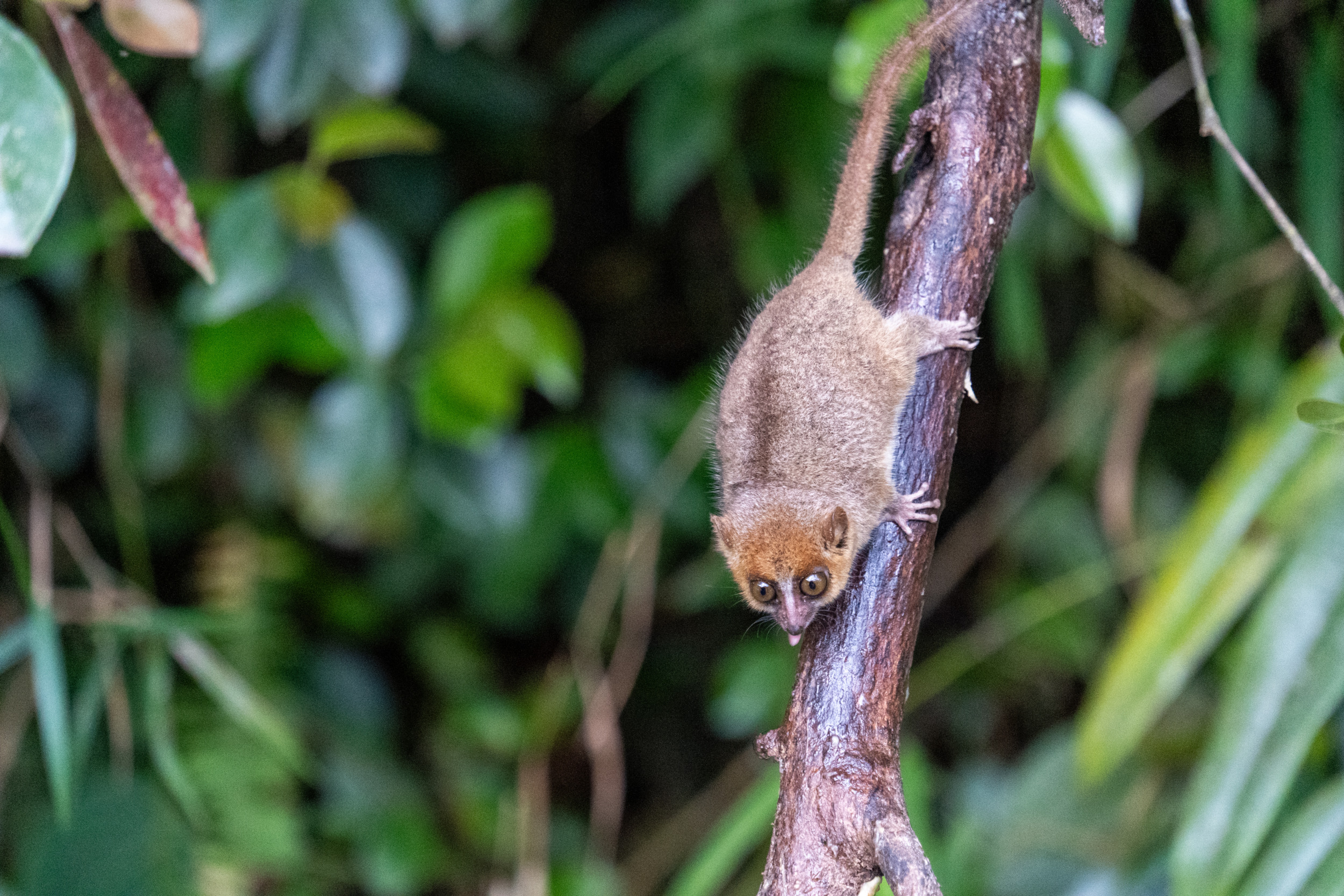 Mausmaki Madagaskar Ranomafana National Park