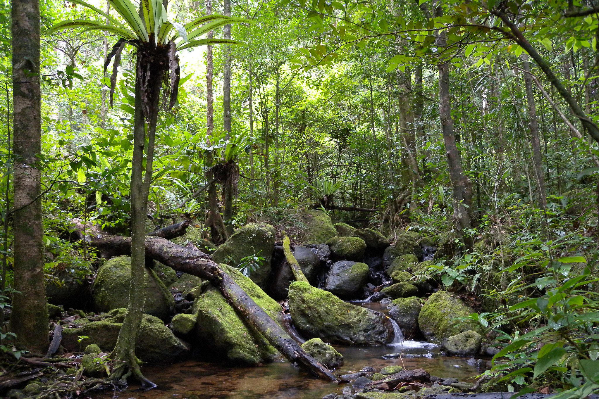 Masoala Madagaskar Nationalpark