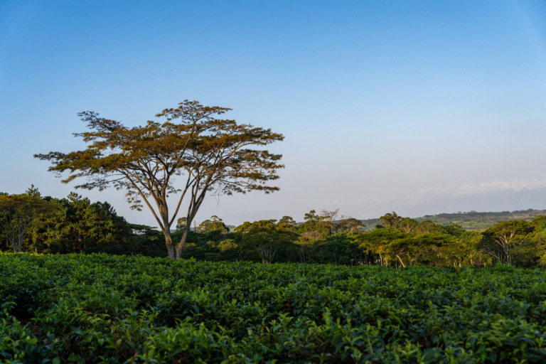 Ausblick auf die Teefelder Mount Mulanje