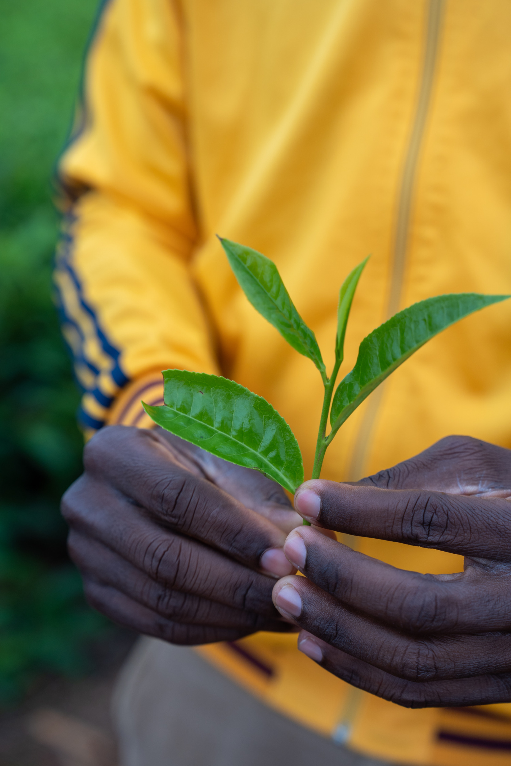 Teeplantagen Mount Mulanje