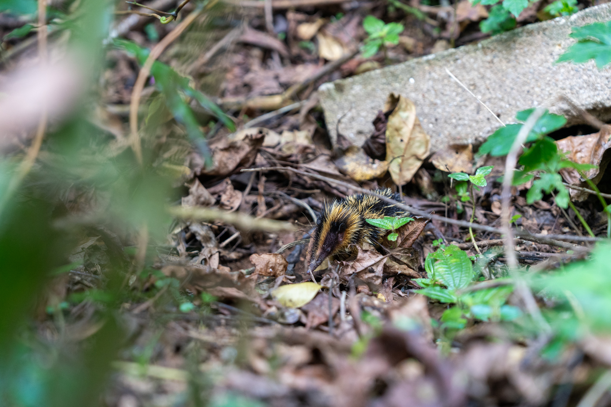 Igel Ranomafana Nationalpark