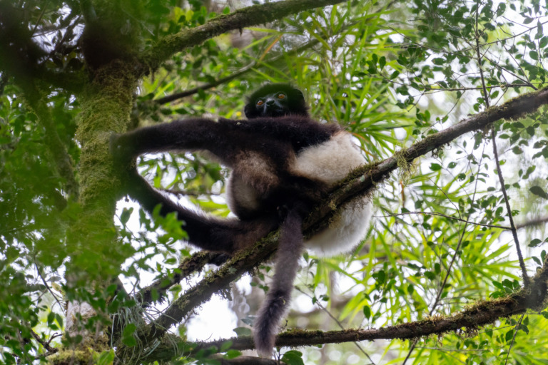 Lemur im Ranomafana National Park