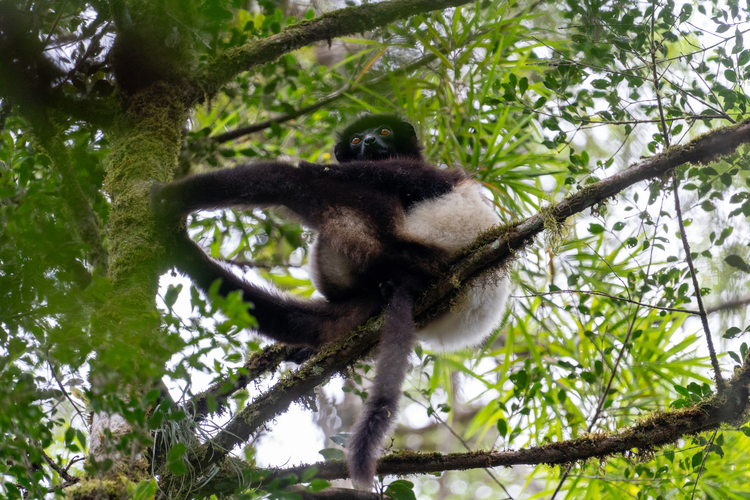 Ein Lemur in einem Baum