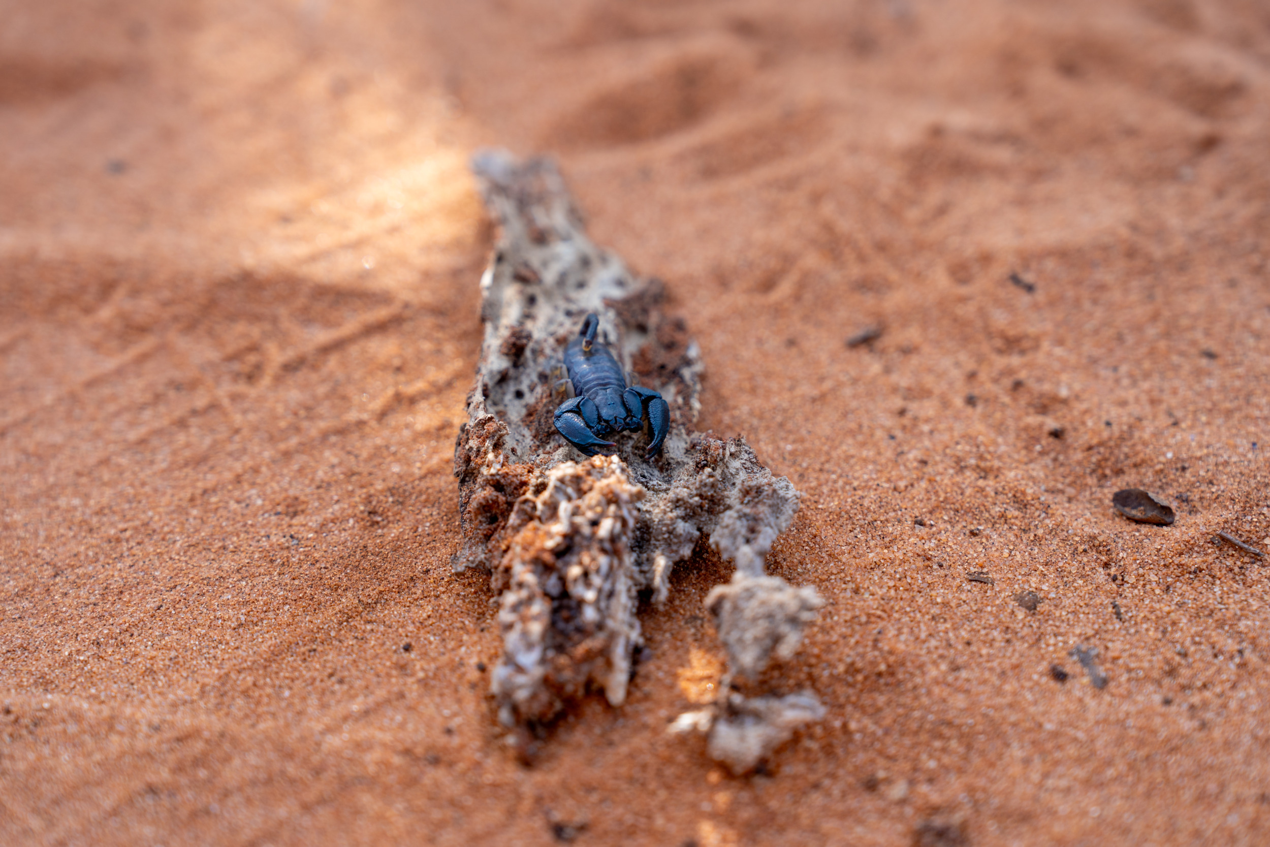 Ein schwarzer Skorpion im Sand