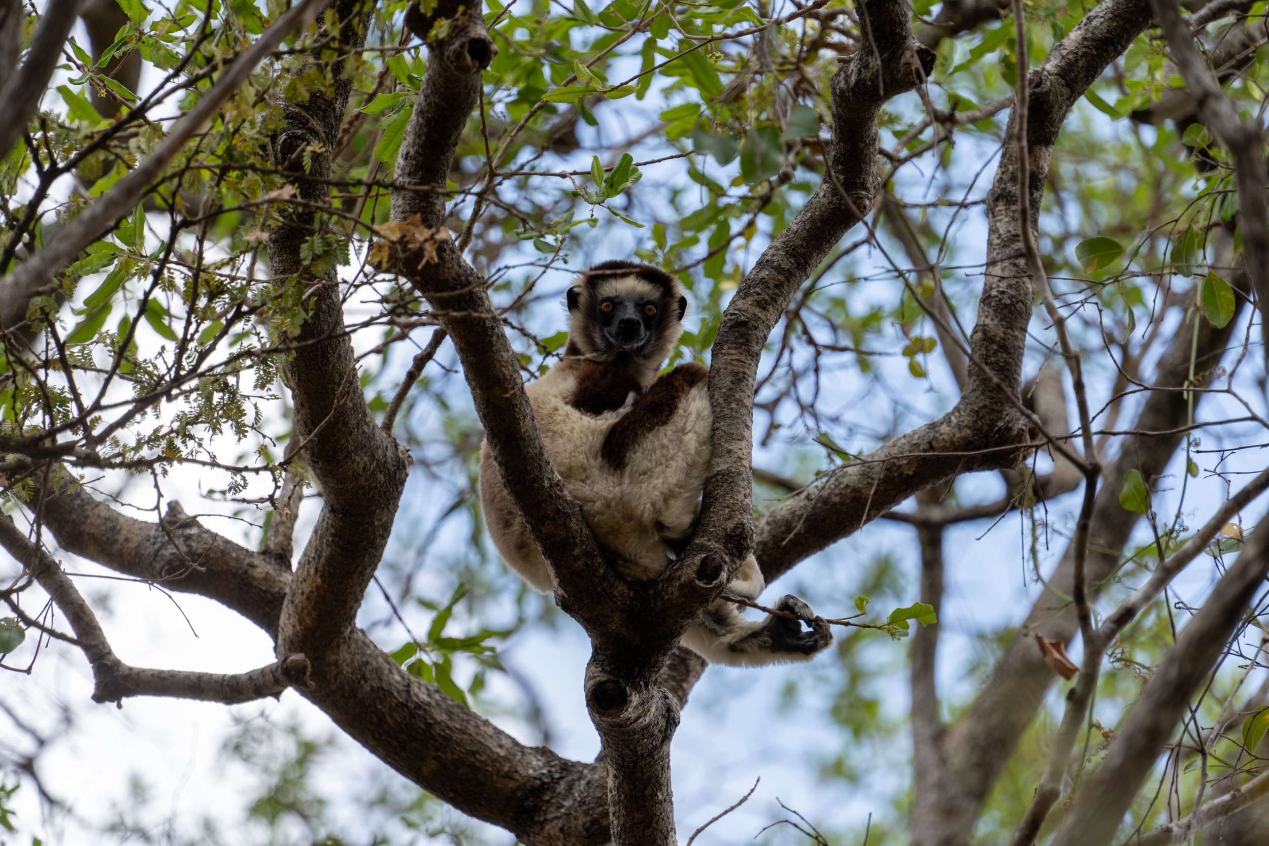 Lemur Zombitse Nationalpark