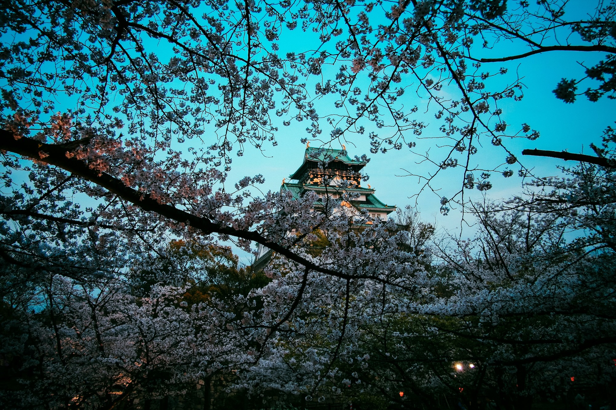 Japanische Kirschblüte Osaka