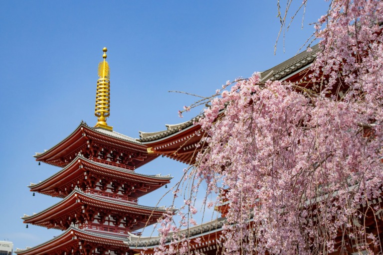 Japanische Kirschblüte