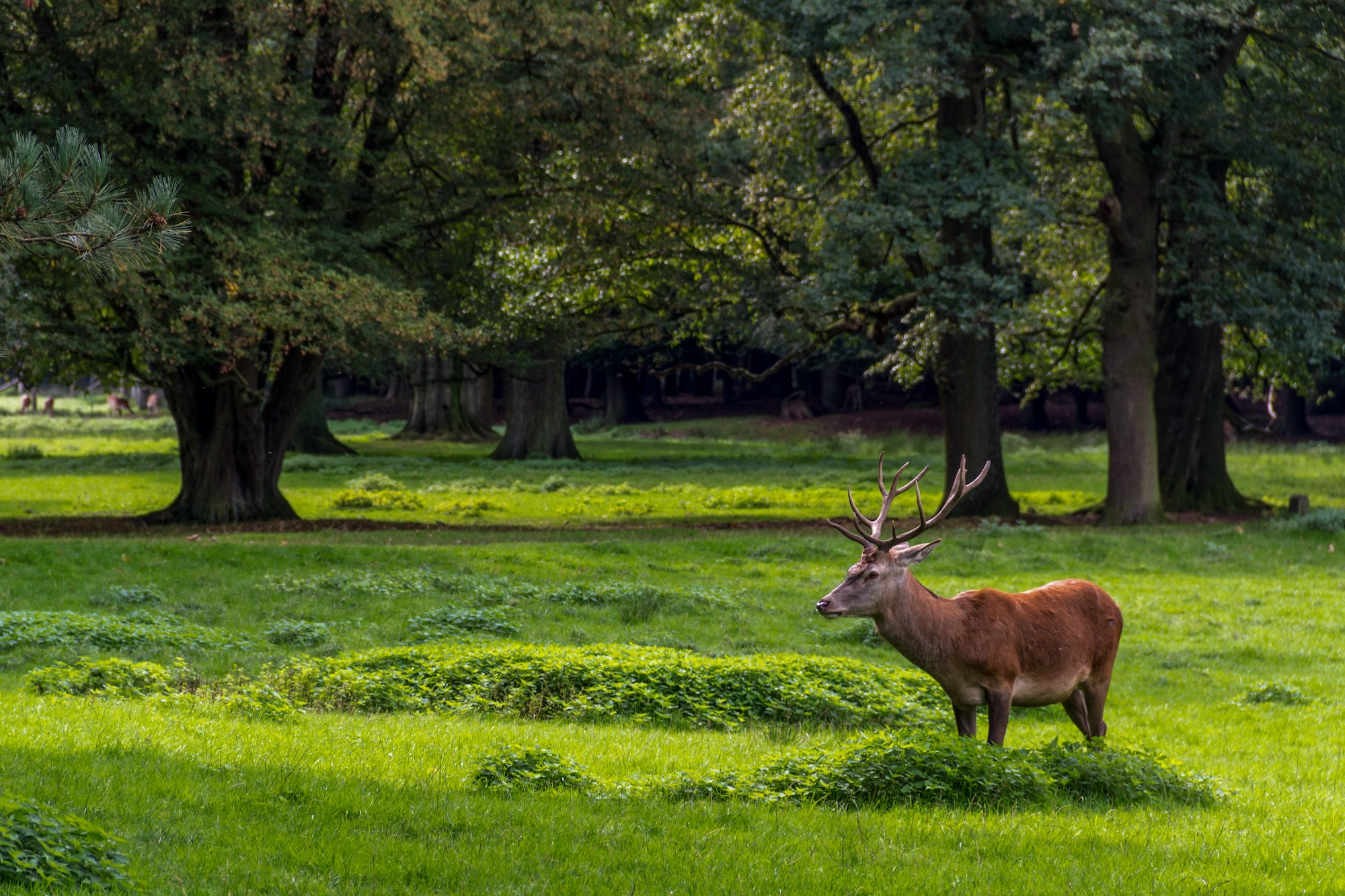 Wildpark Dülmen Ausflug NRW